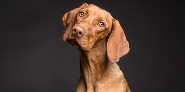 Algunos mamíferos, como este perrito, presentan bajo riesgo a padecer enfermedades neurodegenerativas