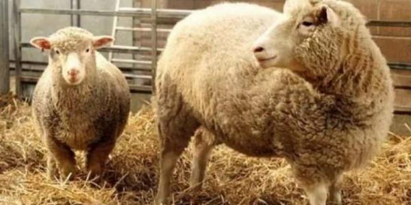 Se cumplen 25 años de la clonación de la oveja Dolly