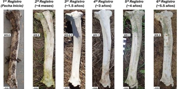 Fémur de ciervo sometido a una medición de meteorización de 6 años