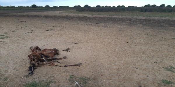 Sequía extrema en Doñana