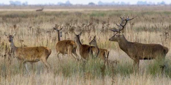 Parque Nacional de Doñana y su aumento de ciervos