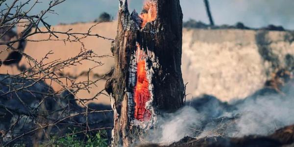 Ecofire, la solución contra los incendios forestales