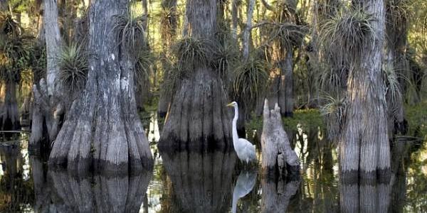 El ecosistema manglar cuenta con alta importancia para el Planeta