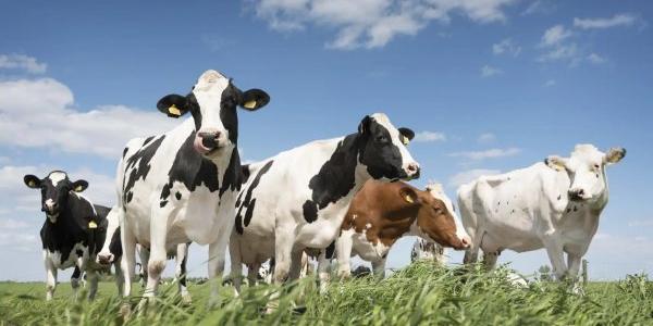 La ciencia y la genética para una ganadería libre de metano