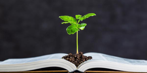 Planta naciendo de un libro / Pixabay