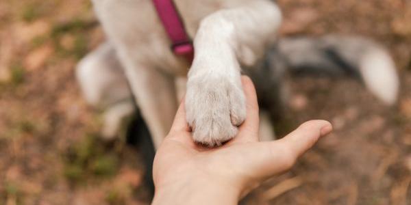 Pata de perro sobre una de humano