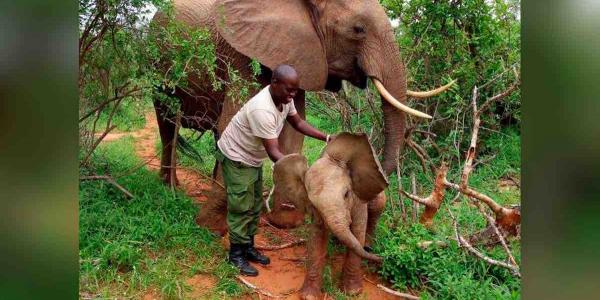 12 de agosto: Día Mundial del Elefante