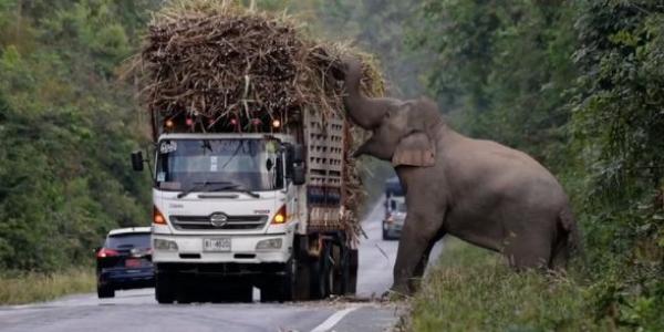 Los elefantes robando a los camiones para alimentarse