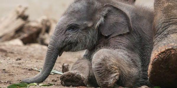 Los elefantes encontrados en India estaban enterrados