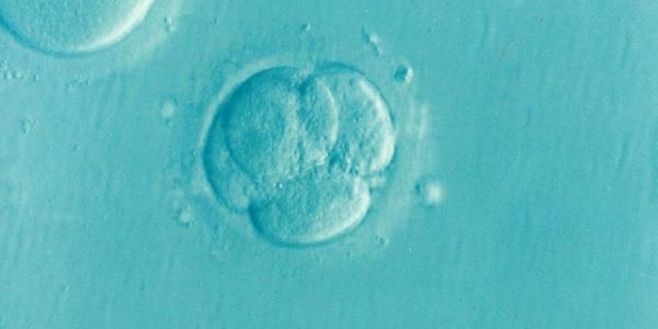 la imagen de un embrión 