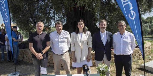 Acuerdo entre Endesa y apadrina un olivo para la recuperación de olivos
