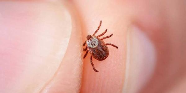 La enfermedad de Lyme solo puede ser causada por la picadura de un tipo de garrapata llamada Ixodes