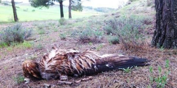 Envenenamiento de rapaces