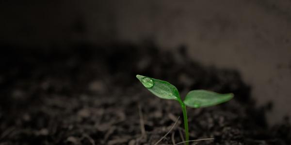 El peligro de la escasez de agua para la agricultura