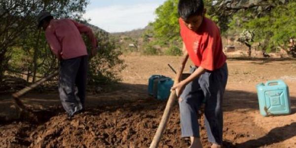 Esclavitud infantil, niño trabajando en el campo