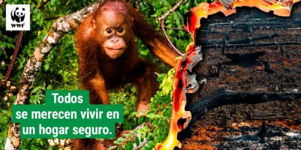 Lucha contra la deforestación de WWF