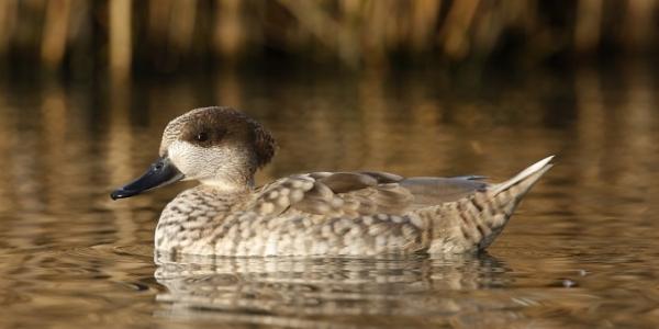 España cuenta con numerosas especies en peligro de extinción