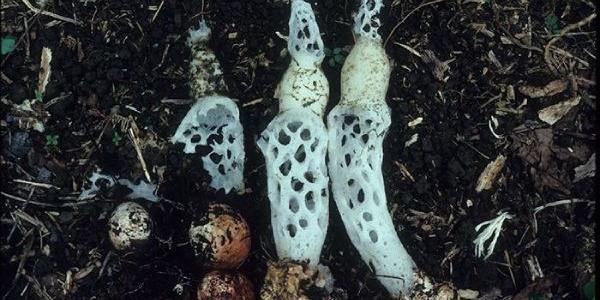 Una de las cuatro especies de este hongo