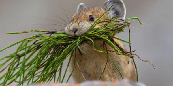 Pica americana, una de las especies indicadoras del cambio climático