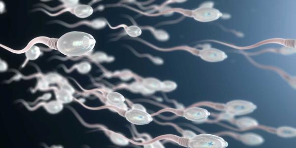 La salud de los espermatozoides no es buena 