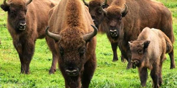 Bisontes europeos en El Encinarejo, en la sierra de Jaén