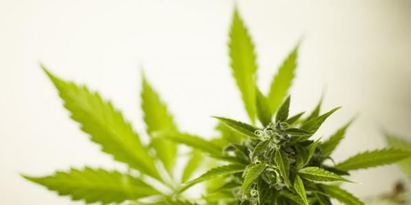 Sanidad insiste en el estudio profundo del cannabis medicinal