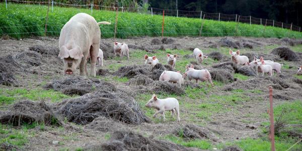 Los fertilizantes sostenibles son una opción buena para el campo