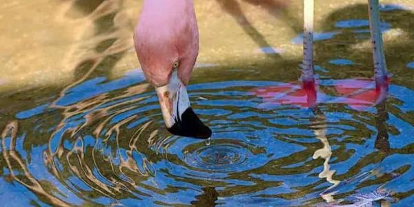 Caza de los flamencos