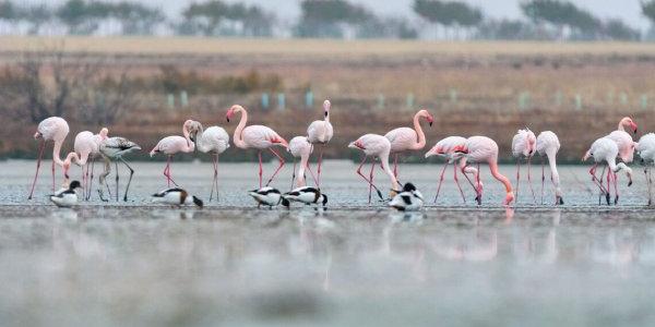 La avifauna de Doñana