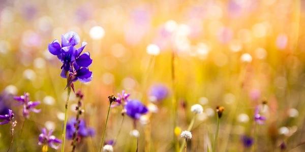 Las flores y plantas también pueden extinguirse