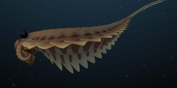 Imagen en 3D de los fósiles 