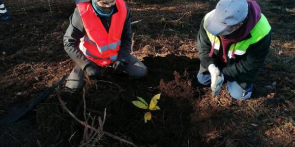 Fundación AQUAE plantando árboles