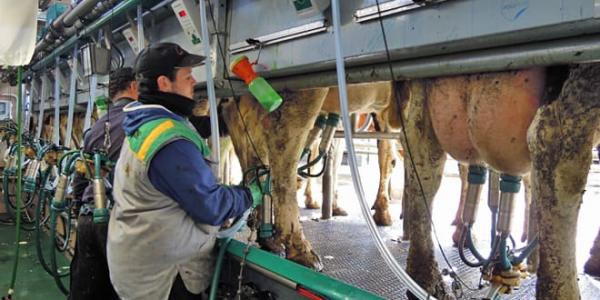 El Gobierno dará 169 millones de euros en ayudas directas a la ganaderías de leche