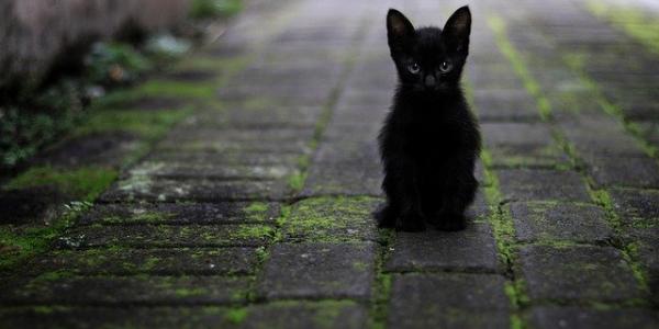 Los gatos abandonados