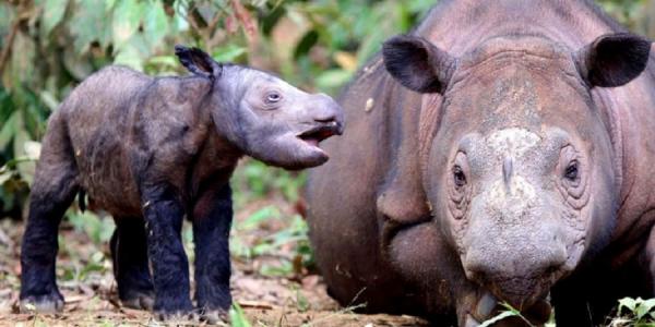 Analizan el genoma de 240 mamíferos para combatir enfermedades humanas