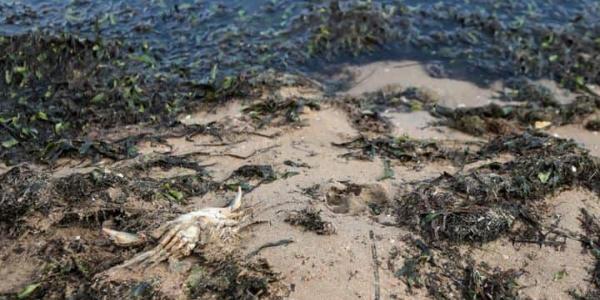 Greenpeace señala la oligarquía del campo como responsable del crimen del Mar Menor
