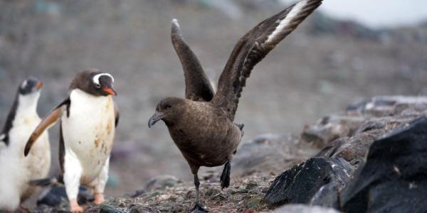 Ejemplar de ave skua junto a pingüinos papúa en la Antártida