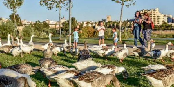 Un conjunto de ocas, gansos y patos son alimentados en un parque