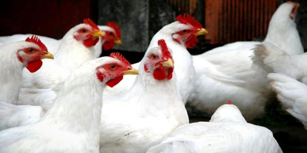 Confirman el primer caso de gripe aviar en humanos
