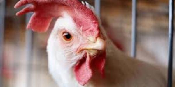 La gripe aviar resiste a la fiebre