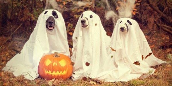 Perretes celebrando Halloween