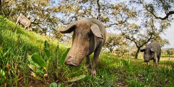 Los happy pigs de Joselito, y la ganadería sostenible