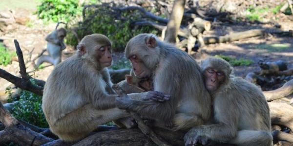 Grupo de hembras de macaco, se supone que son amistades
