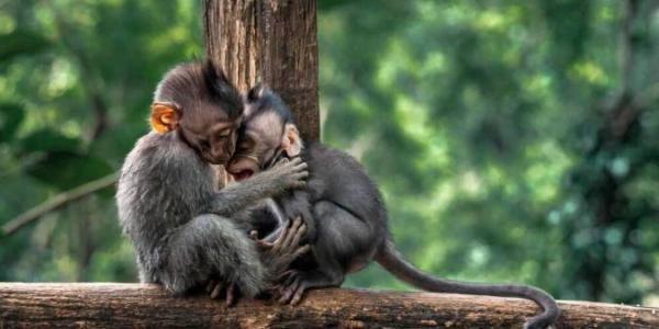 El comportamiento homosexual en los mamíferos es común