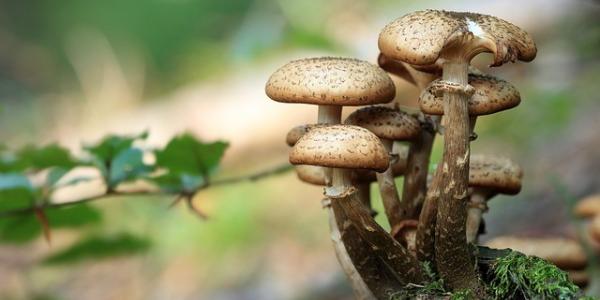 Un grupo de hongos que crecen a los pies de un árbol
