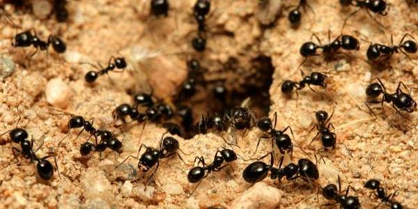 Grupo de hormigas