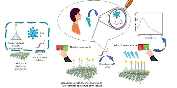 Infografía de un bioensayo para identificar virus