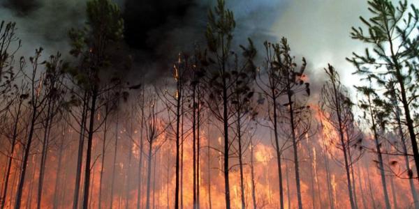 Incendios forestales