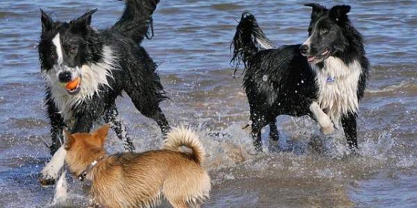 La intoxicación en perros por beber agua de mar es letal
