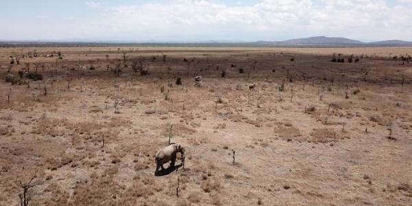 Paisaje con estragos de la invasión de hormigas